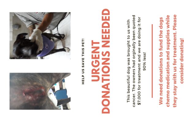 Urgent Donations, Dog With Cancer